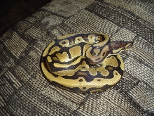 harlequin ball python