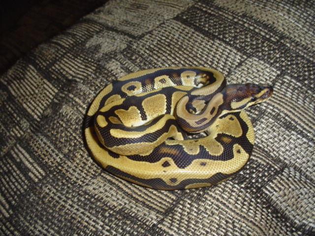 harlequin ball python