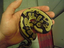 Harlequin ball python