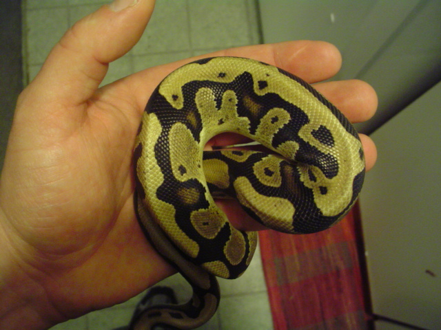 Harlequin ball python