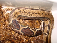 GeneticTiger Boa