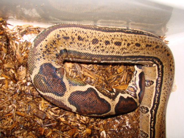 GeneticTiger Boa