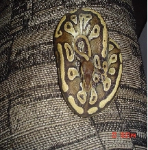 mojave male poss het albino