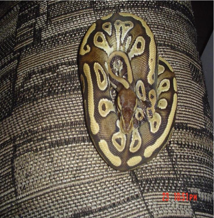 mojave male poss het albino