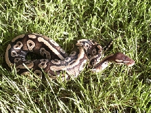 Adult Mojave Male