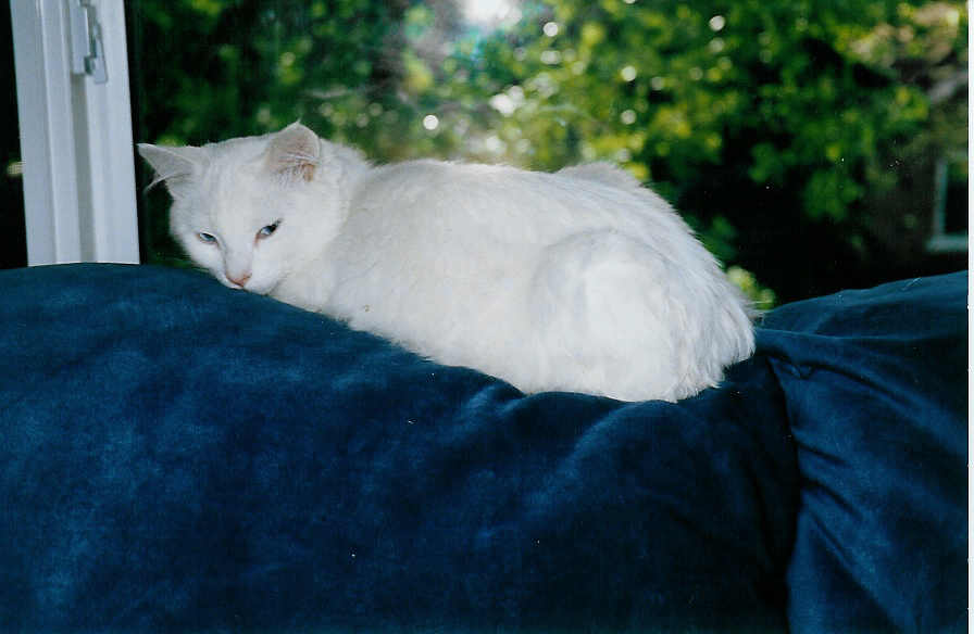 boo as kitten