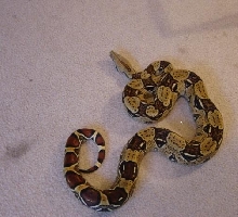 female for sale