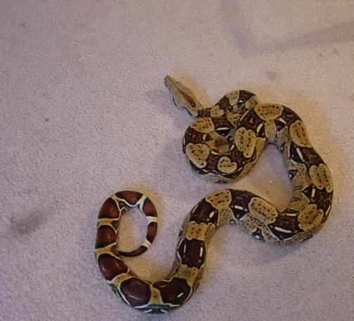 female for sale
