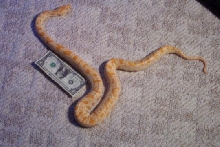 0.0.1 albino burm for sale