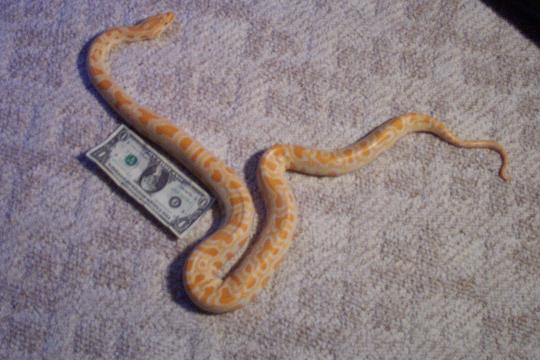0.0.1 albino burm for sale