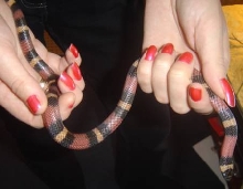 houdini