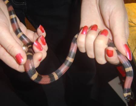 houdini