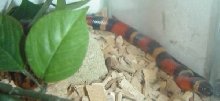 houdini