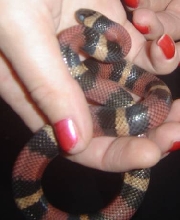 houdini