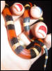 houdini