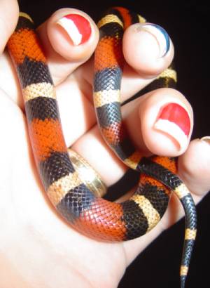 houdini