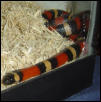 houdini