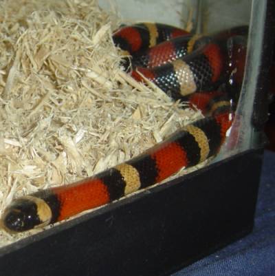 houdini