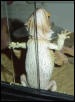 scooby