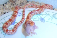 jake the snake