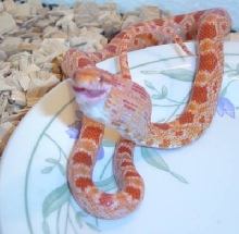 jake the snake