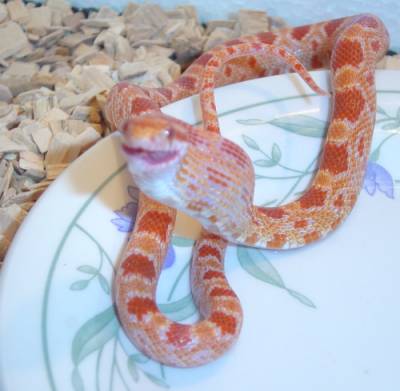 jake the snake