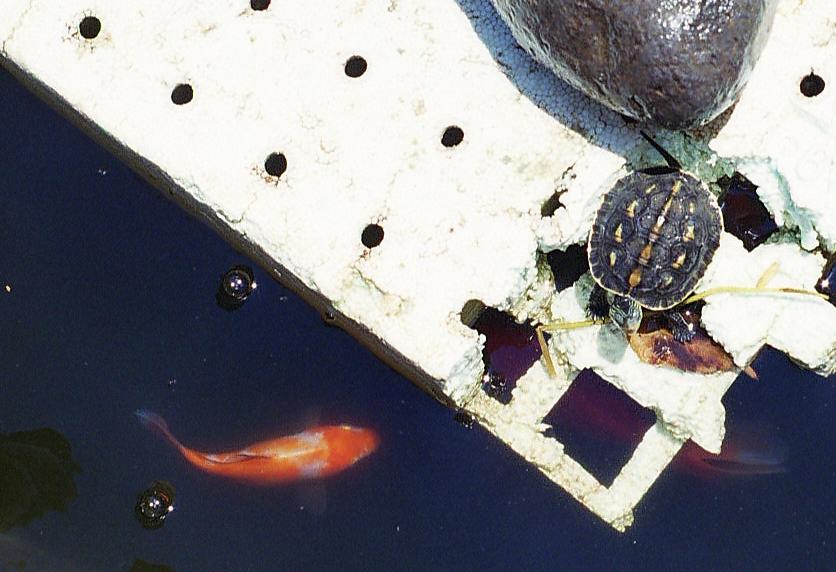 My female turtle