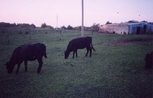 Kenosha and Bailey