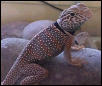 Male Desert Collared