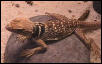 Female Desert Collared