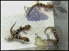 Juvenile Pictus Gecko Group