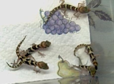 Juvenile Pictus Gecko Group
