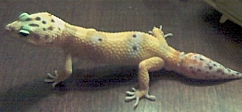 Hypo Tangerine For Sale