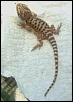 Bearded Dragon hatchling