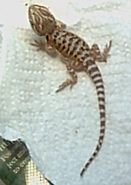 Bearded Dragon hatchling