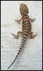 Bearded Dragon hatchling #2