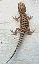 Bearded Dragon hatchling #2