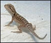 Bearded Dragon Hatchling #3