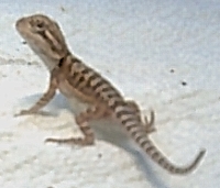 Bearded Dragon Hatchling #3