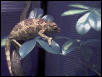 Female C.j.xantholophus