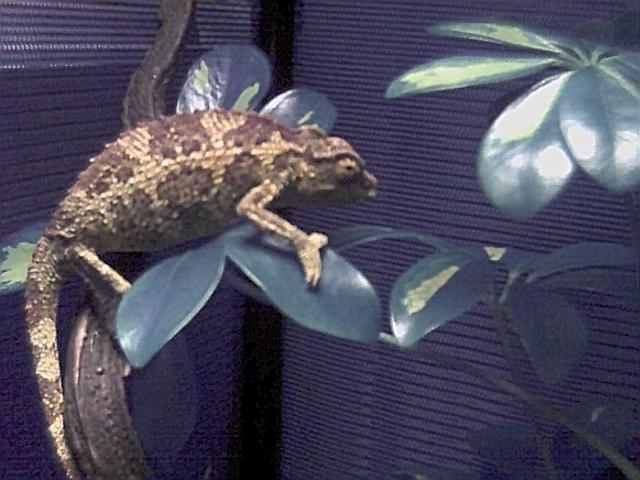 Female C.j.xantholophus