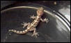 Pictus Gecko