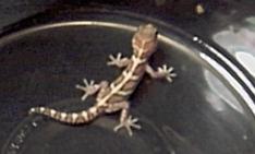 Pictus Gecko