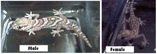Pictus Geckos
