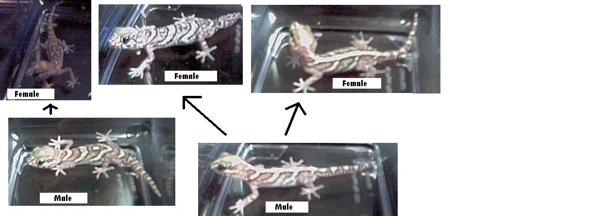 Pictus Geckos