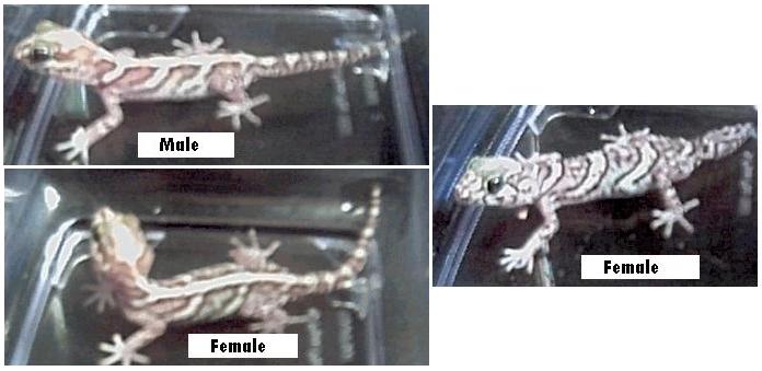 Pictus Geckos