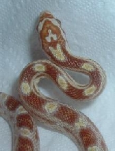 Butter2-F