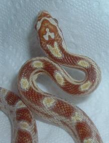 Butter2-F