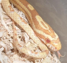 Mango1-31-05