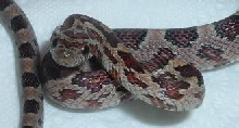 Normal2-M